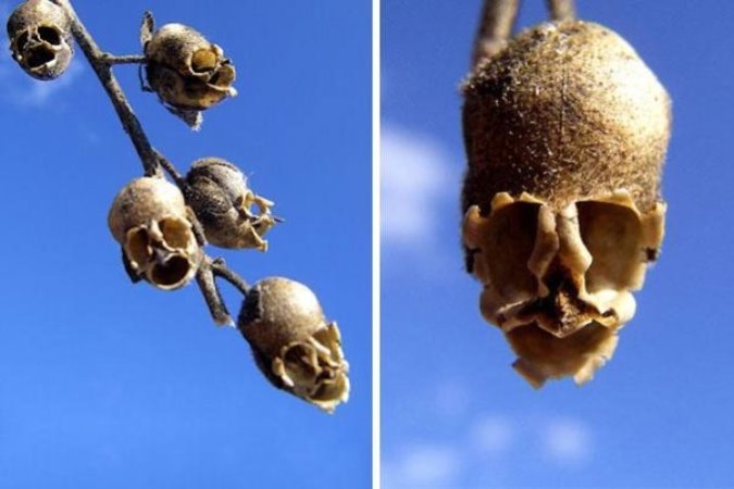 C:\Users\Home\Downloads\original-flowers_look_like_something_else_9.jpg